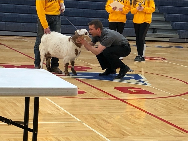 kiss a goat