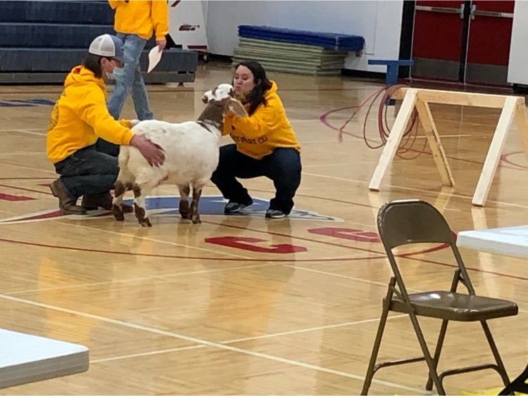 kiss a goat
