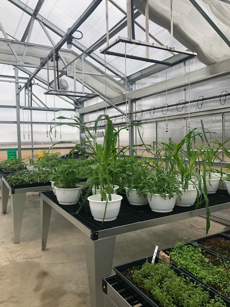 green house 3